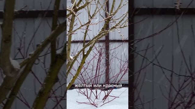 ЭТИ РАСТЕНИЯ УКРАШАЮТ САД ДАЖЕ ЗИМОЙ! смотреть онлайн