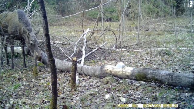 Лось смотреть онлайн
