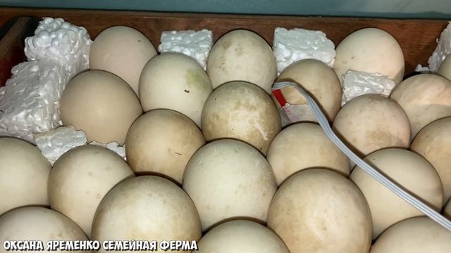 ЛЕГКАЯ ИНКУБАЦИЯ МУСКУСНОЙ УТКИ / 100% РЕЗУЛЬТАТ / 1 ЧАСТЬ смотреть онлайн