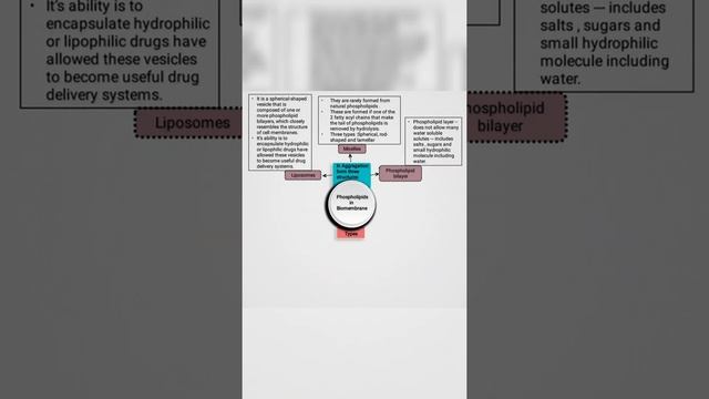 Mind map ||Cell Biology - Membrane Proteins #Zoology #shorts смотреть онлайн