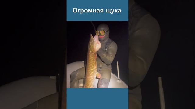Щука - МОНСТР ЕЛИ ВЫТЯНУЛ!!!!!! #подводнаяохота #spearfishing #fishing #щука смотреть онлайн