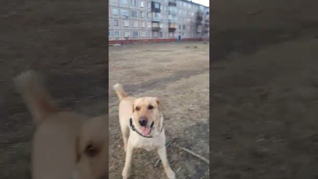 много собак смотреть онлайн