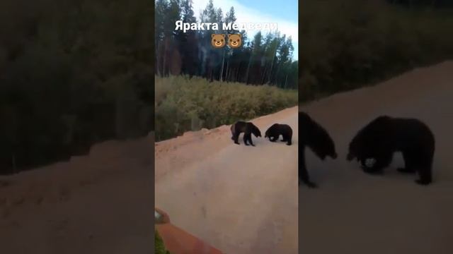 #shorts#bear#wild#лес#тайга#сибирь Два медвежонка дерутся на дороге) смотреть онлайн
