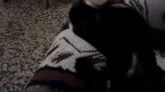 Klaus landrando смотреть онлайн