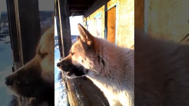 Собака смешно жует жвачку. смотреть онлайн