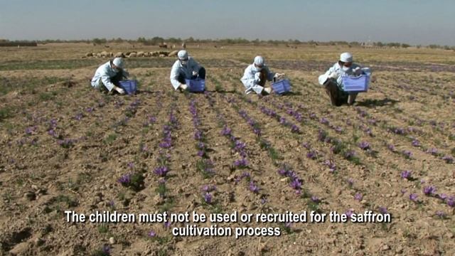 Saffron Processing and Educational Film смотреть онлайн