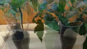 Рассада вытянулась.  Способы избежать вытягивание рассады