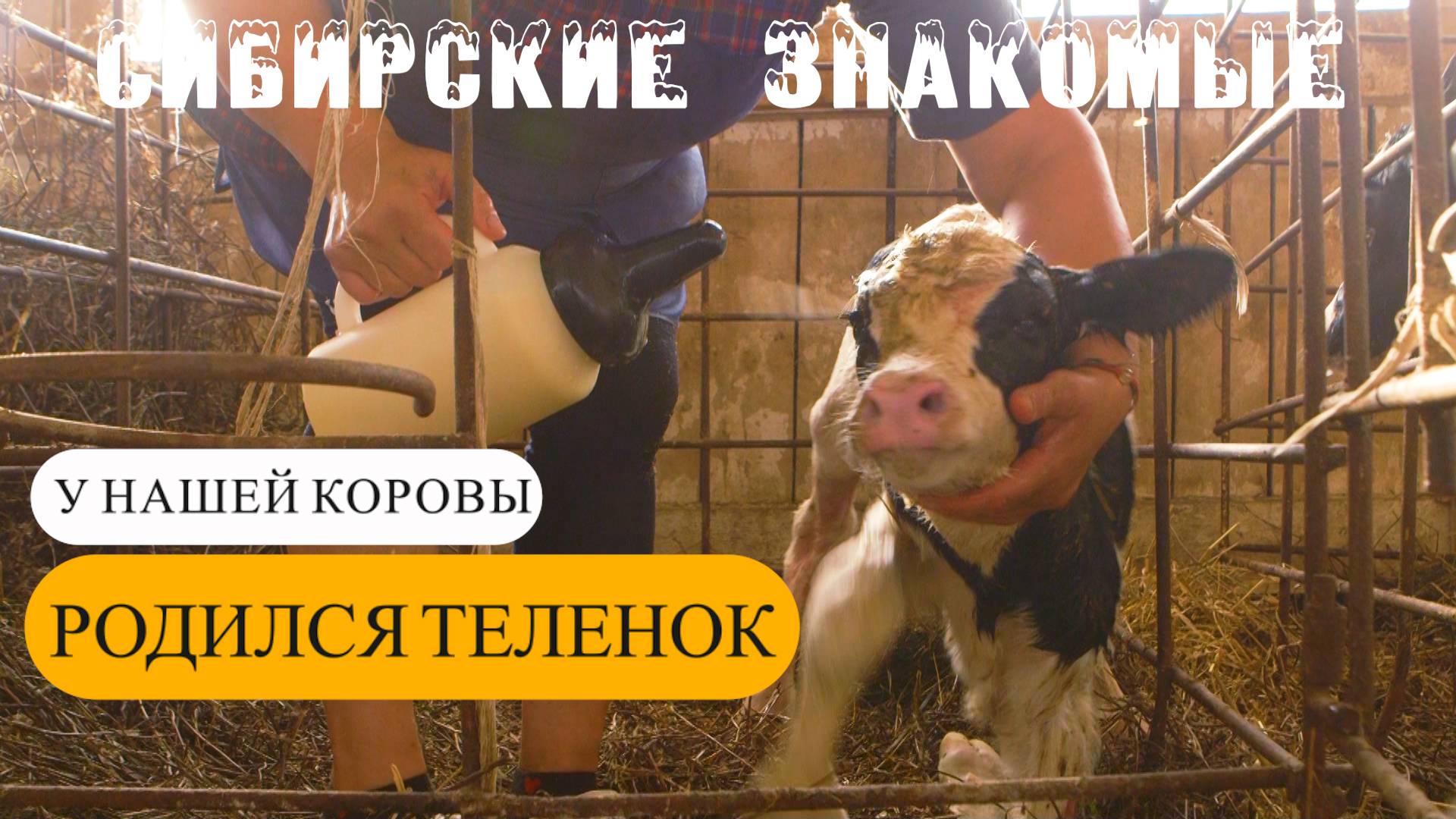 Телячьи нежности смотреть онлайн