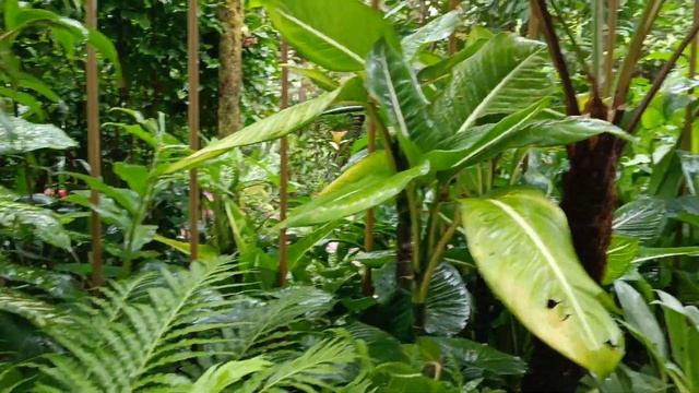 Orchid Garden, Botanic Gardens Singapore 🇸🇬 World Heritage Site (3) смотреть онлайн