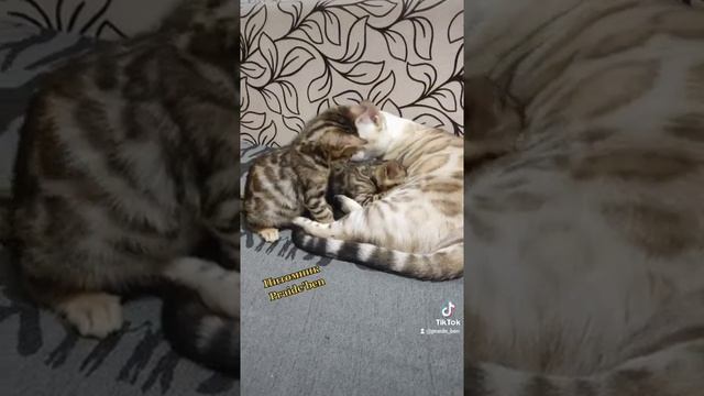 👑Ауффф...!!!! У нас растет Ваша МЕЧТА !!!! 🔥Питомник Praide'ben 🔥 смотреть онлайн