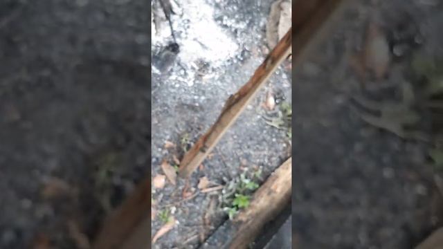 Земляная лягушка. Мамина дача. 30.05.20 смотреть онлайн