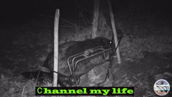 Beaver hunting. Beaver trapping caught on camera. Beaver in a trap video.