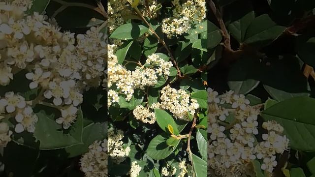 Лето в Севастополе. Пчёлы, осы... смотреть онлайн
