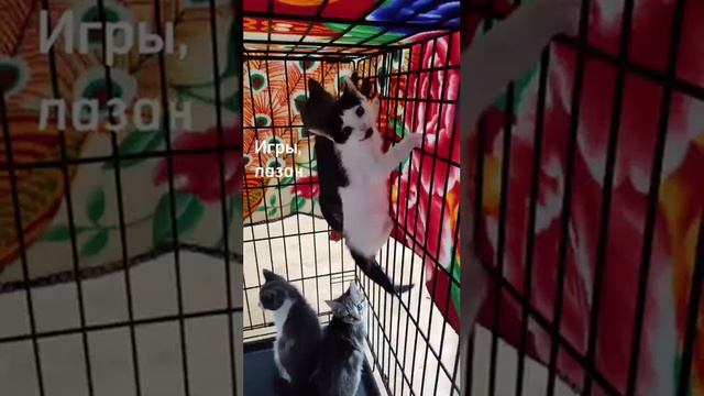 Спасение кошки Кабанюши и ее деток смотреть онлайн