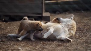 КУПИЛИ НОВЫЙ ТРАКТОР! ЖИЗНЬ В ДЕРЕВНЕ ИДЕТ В ГОРУ | СКОЛЬКО ВСЕГО ЕЩЕ НУЖНО КУПИТЬ