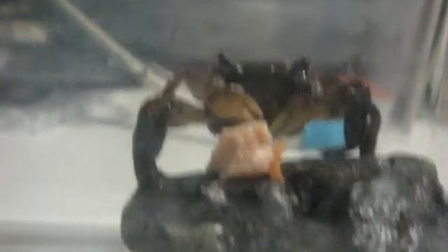 抱卵中の黒ベンケイガニのお母さん смотреть онлайн