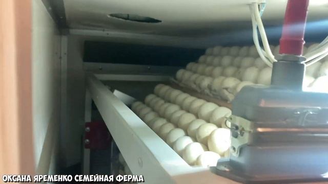 СТИМУЛ, МУЛЬТИЛАЙФ, НБФ, сравнение, закладка яйца смотреть онлайн