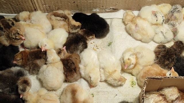 Инкубатор Наседка результат смотреть онлайн