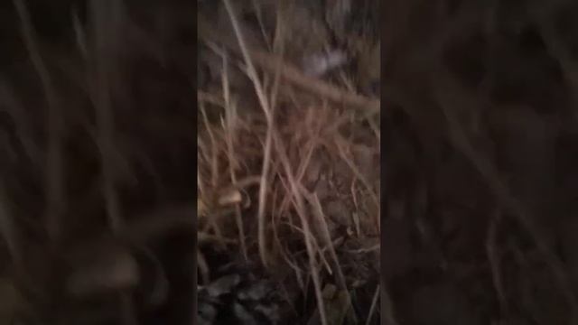 проврка ловушок для ящериц часть2 смотреть онлайн
