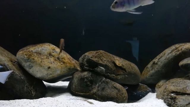 Μικρά Elongatus Mpanga смотреть онлайн