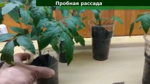 Рассада вытянулась.  Что делать?