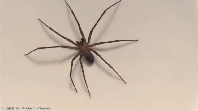 15 Most Dangerous Bugs Around The World