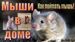 Мыши в доме и как ловить мышей. Сыр в мышеловке на бумаге.