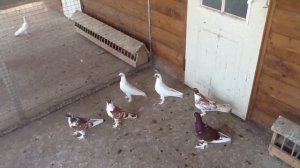 Бойные голуби щекастые иранские