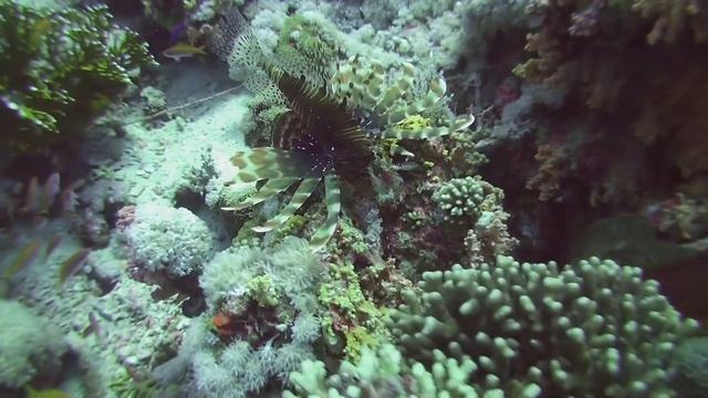 Dive Egypt may 2014 смотреть онлайн