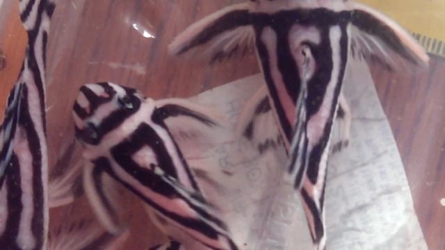Hypancistrus Zebra, L046, Zebra Pleco