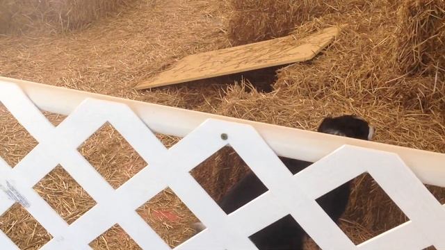 Tess at the 2014 Barn Hunt Nationals-Sunday Master Course w 1 rat tube смотреть онлайн