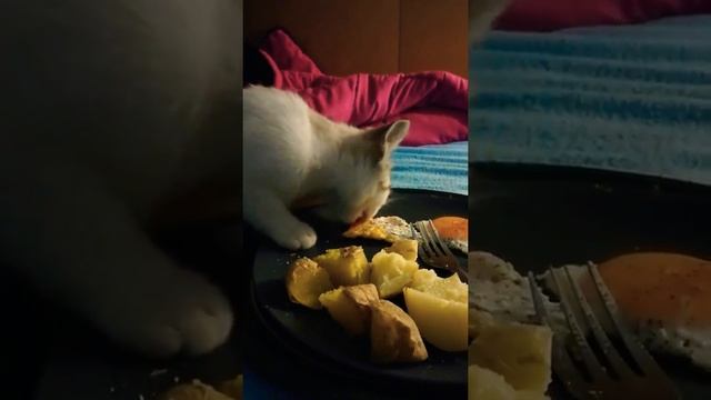 Gato comiendo huevos fritos смотреть онлайн