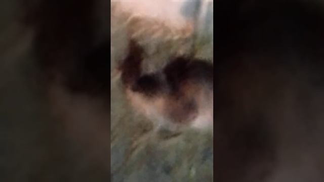 бездомная кошка хочет ваших лайков и дома!!!! смотреть онлайн