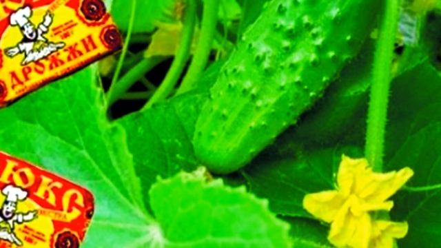 Как делать подкормку дрожжами ПОШАГОВАЯ ИНСТРУКЦИЯ смотреть онлайн