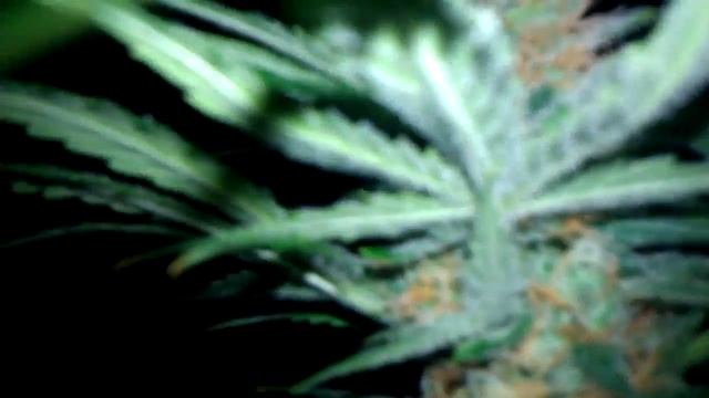 8000 Watt Tree Farm Day 42 (Read Discription) смотреть онлайн