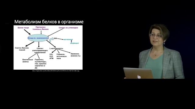 2 Функциональное значение макронутриентов в питании человека Функции белков Аминокислоты смотреть онлайн