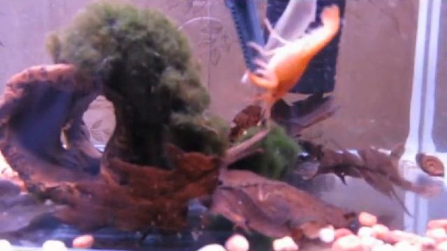 Procambarus clarkii sp. Orange feeding смотреть онлайн