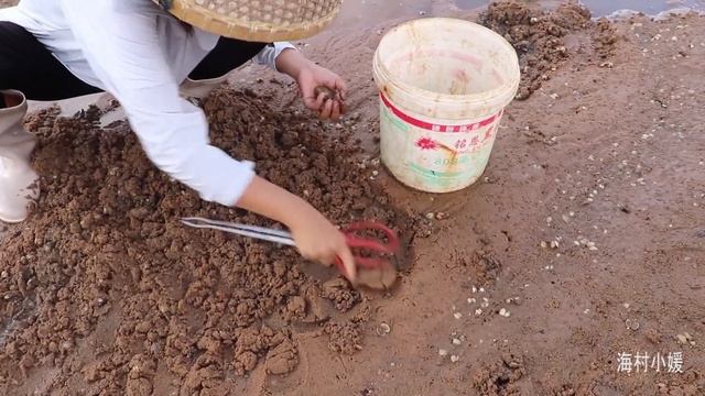 赶海遇螺群大爆发，抛开全是大个头太过瘾，竟还能碰到大青蟹【海村小媛】 смотреть онлайн