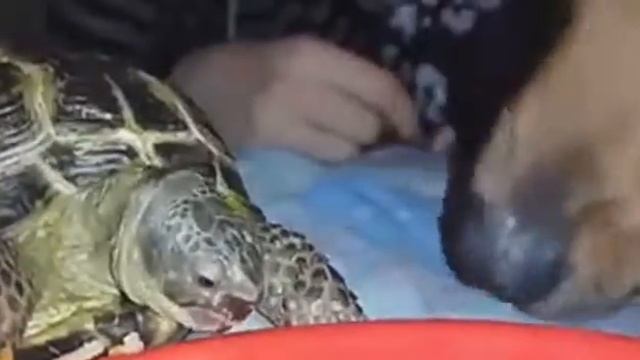 Сухопутная черепашка Рафаэль ужинает) смотреть онлайн