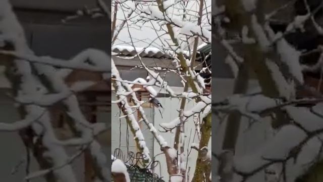 сойка мойка залетела в кормушу смотреть онлайн