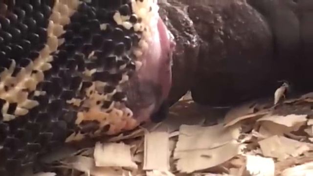 Biggest snake poop ever смотреть онлайн