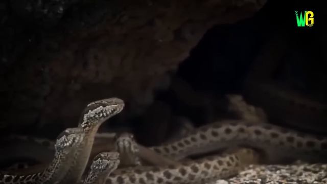 चंदन के पेड़ से क्यों लिपटे रहते हैं जहरीले सांप | Why do Snakes Live on Sandalwood | Snake on Tree смотреть онлайн