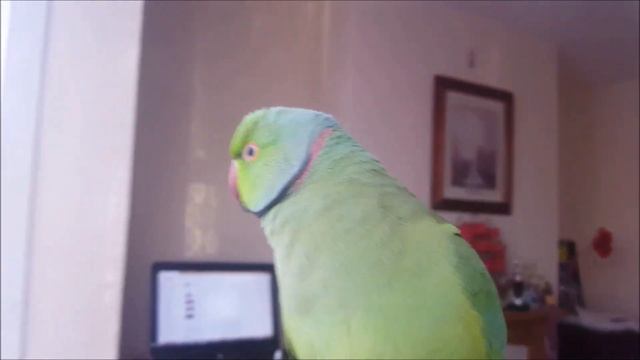 #talking #parrot ring neck parrot Riki смотреть онлайн