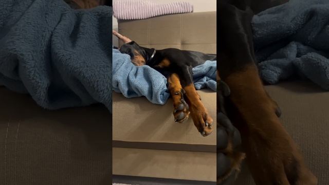 #собака #dobermanplanet #доберман #doberman #животные #кинолог #собаки #собаководы #топ смотреть онлайн