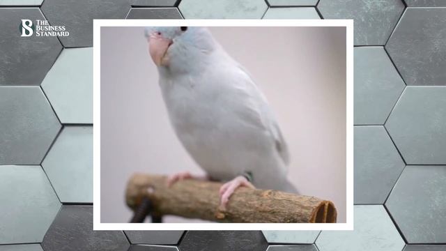 ড্রোনে এবার পাখির থাবা - Engineers creates Bird likes Robotic drone смотреть онлайн