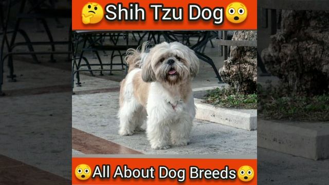 Shih Tzu Dog Breed || All About Dog Breeds || Toy Breed || #shorts #youtubeshorts #tranding #dogs смотреть онлайн
