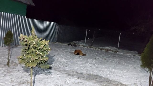 Лисе Лесе надо все и много смотреть онлайн
