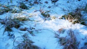 КУПИЛ 2 ДОМА В ДЕРЕВНЕ | СПАСЕНИЕ СОБАКИ ИЗ ЛЕДЯННОГО ПЛЕНА | СДЕЛАЛ ОСВЕЩЕНИЕ ДОМА | ГОТОВКА В ПЕЧИ