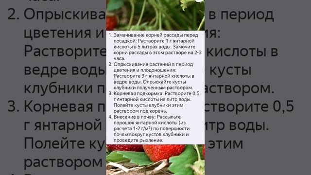 Вот чем удобрить клубнику осенью, чтобы собирать гигантский урожай весь год! смотреть онлайн