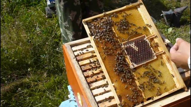 Искуственный вывод маток от А до Я.Вывод маток у нас на пасеке. смотреть онлайн